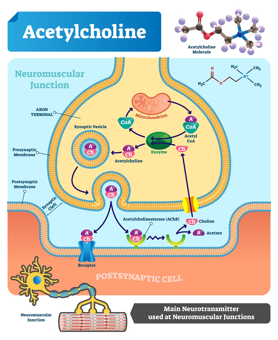 acetylcholine inhibitor
