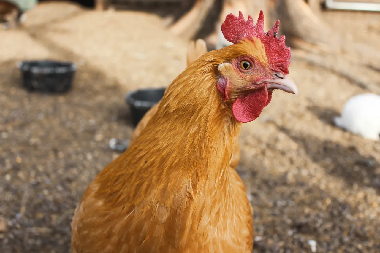 rooster in a pen