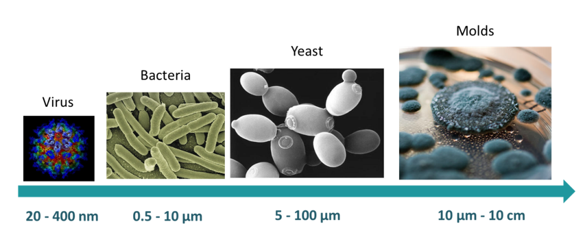 diagram comparing sizes of microbes that can get into the brain