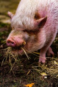 pot-bellied pig, pig, animal, wildlife, wolf down, nature, domestic pig, farm yard, agriculture, hay